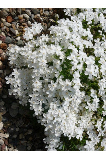 Квітучий флокс шилоподібний ’Айсберг’ серед гравію